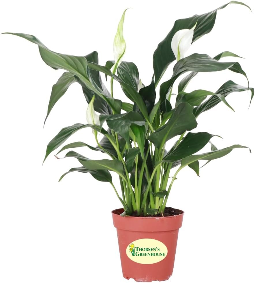 Live Peace Lily Plant, Spathiphyllum, Low Light, Easy to Grow, 4″ Pot