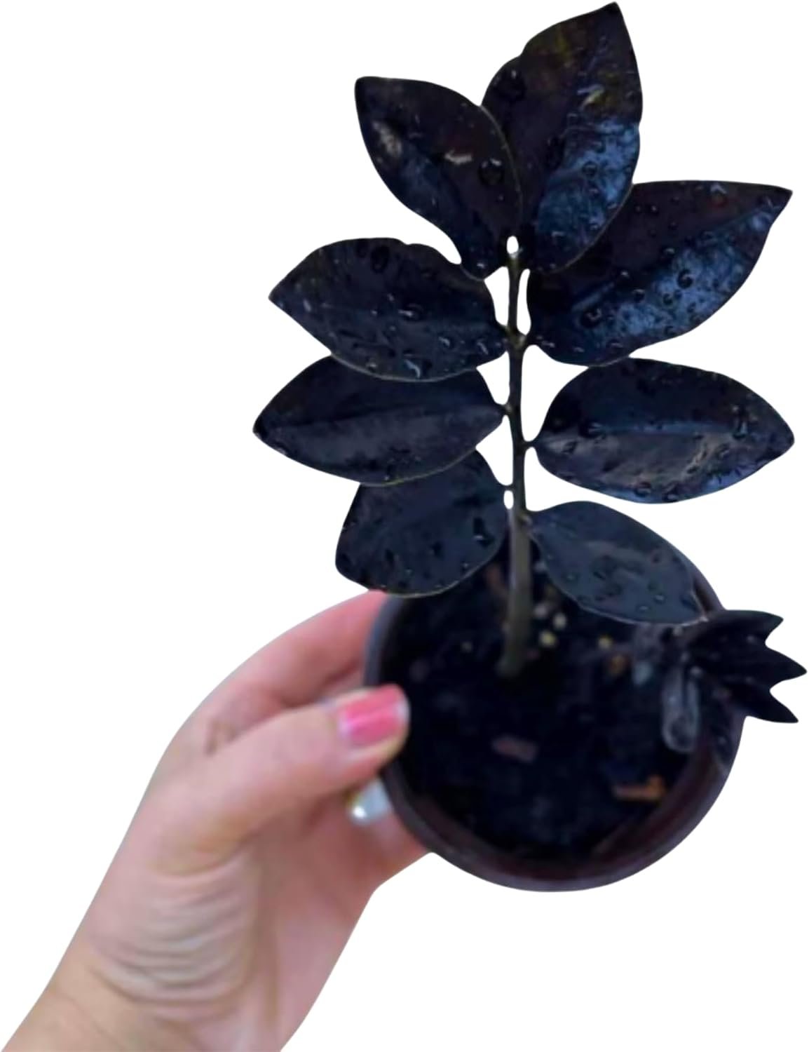 PLANTVERS Raven ZZ Plant in Nursery Pot | Zamioculcas Zamiifolia ‘Raven’ | Low-Light Black Foliage Indoor Plant | Drought-Tolerant Air Purifier for Home or Office (3″ Grow Pot)
