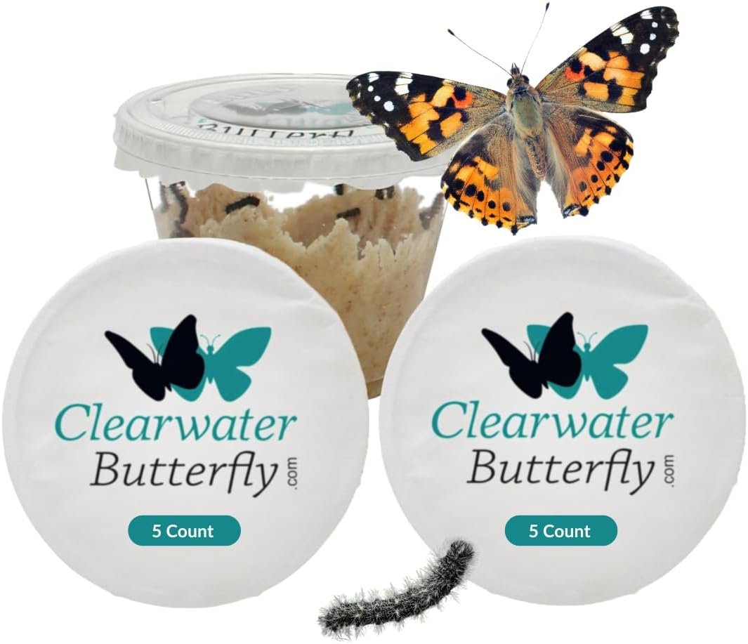 10 Live Painted Lady Caterpillars to Butterflies, Butterfly Activity Kit