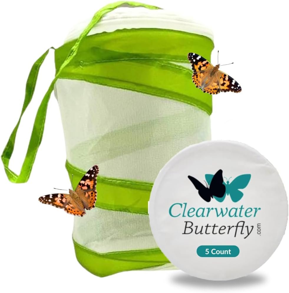 5 Live Painted Lady Caterpillars to Butterflies Kit, Mesh Cage Included