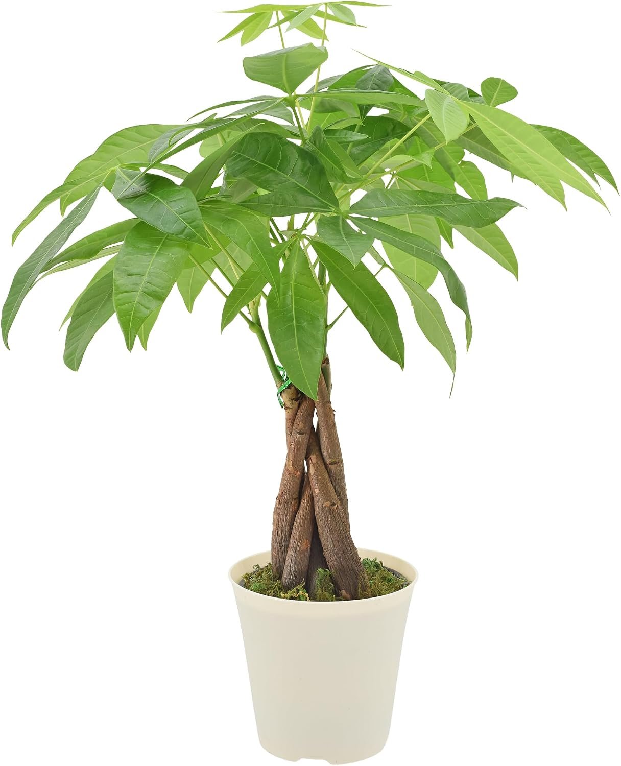 Live Braided Money Tree Pachira Aquatica Indoor Houseplant in Arcadia Garden Product’s Branded Plastic Pot, Tropical Plant Collector Gift for Home and Garden Decor, 4-in, Beige