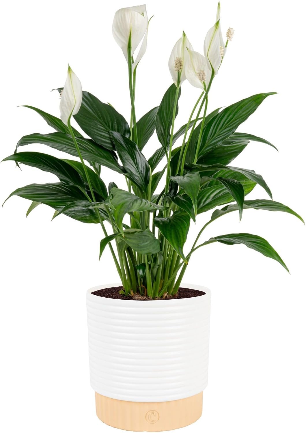 Costa Farms Peace Lily, Live Indoor Plant, Air Purifying, White Flowers