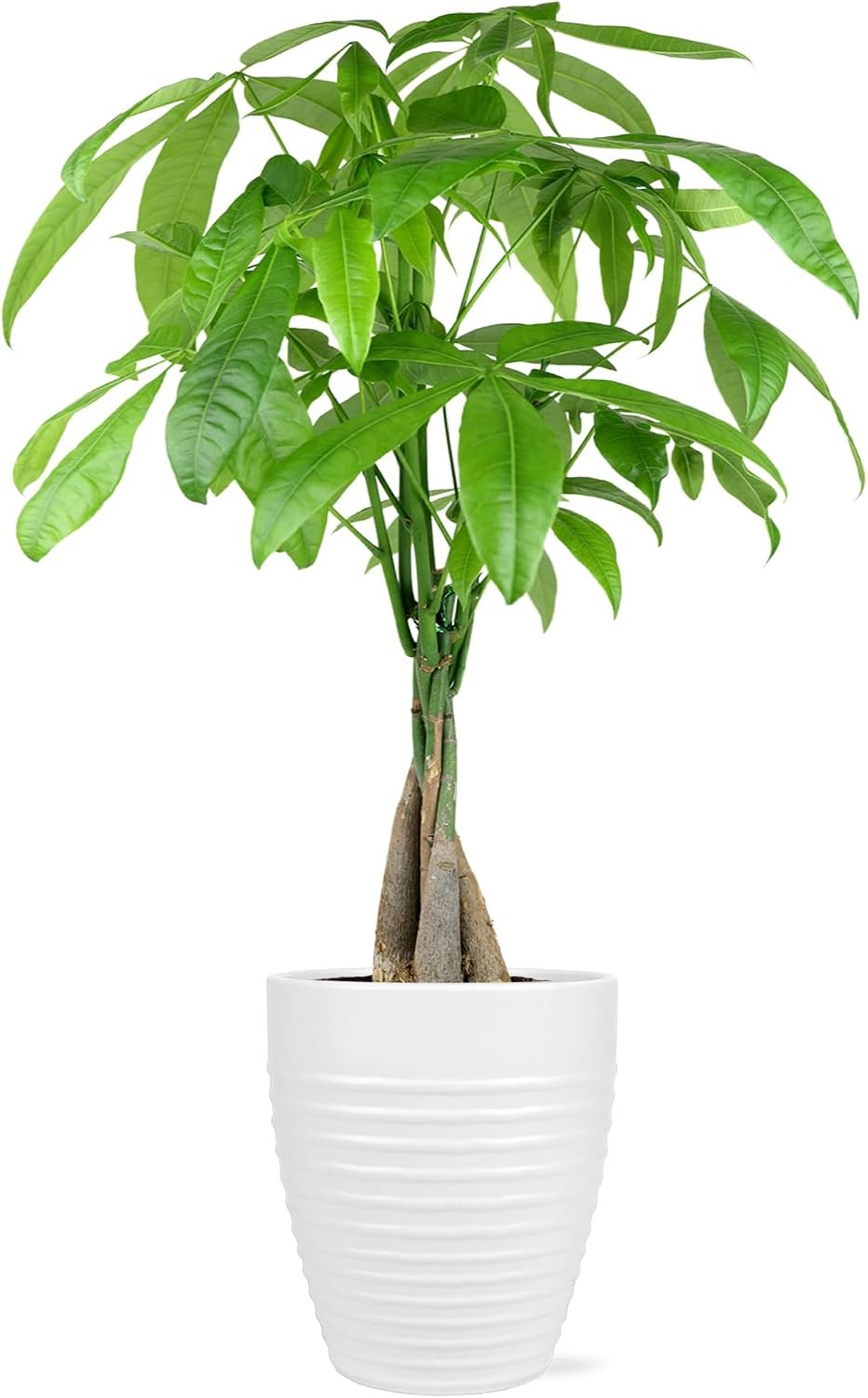 Green Circle Growers 5″ Money Tree in White Floramx Pot, Live Indoor Plants, House Plant