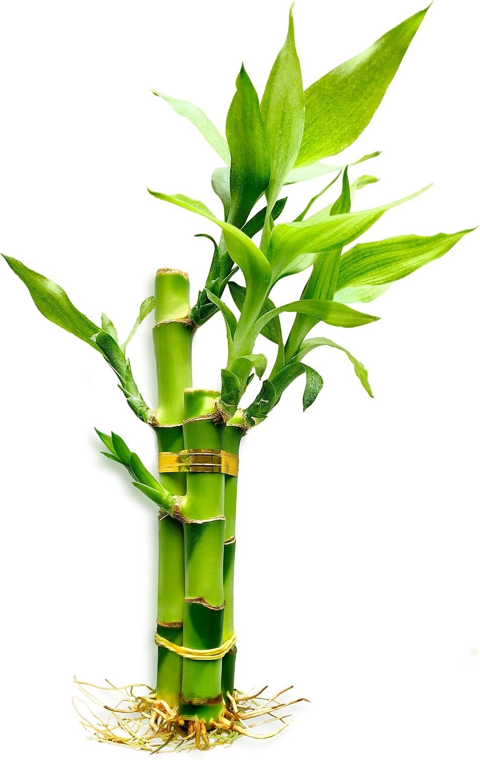 3 Stalks Lucky Bamboo Plants Indoor Live – Multi-Height Set (2×4 & 1×6) for Good Luck & Prosperity – Easy Care Houseplant, Home Office Decor Gift Ready