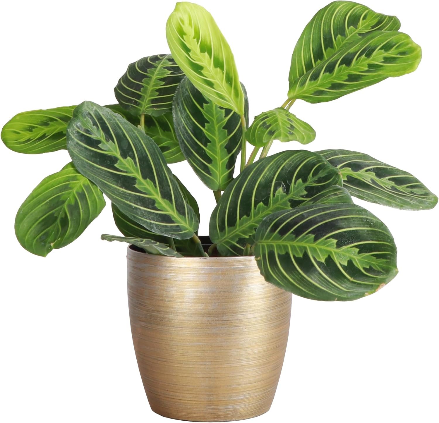 Live Lemon Lime Prayer Plant, Pet Friendly, Easy to Grow, 4″ Pot