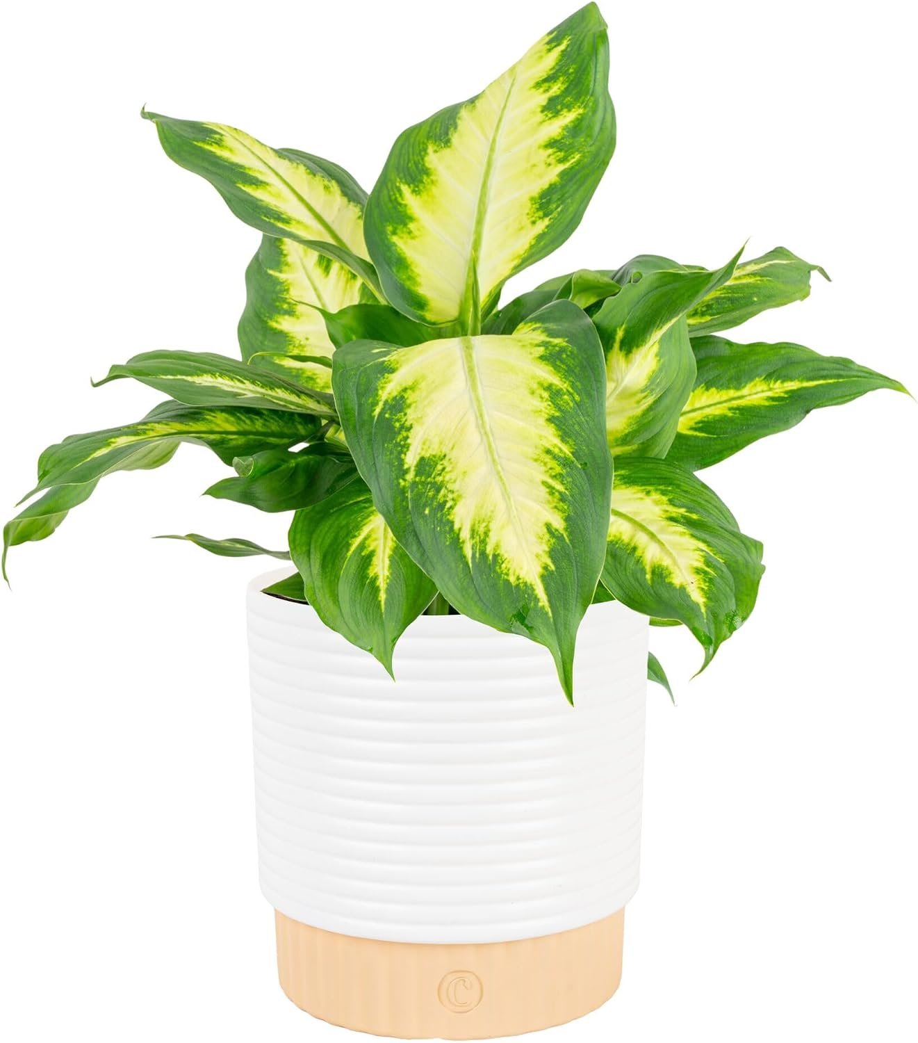 Costa Farms Dieffenbachia, Live Indoor Plant, Easy Care, Home Decor