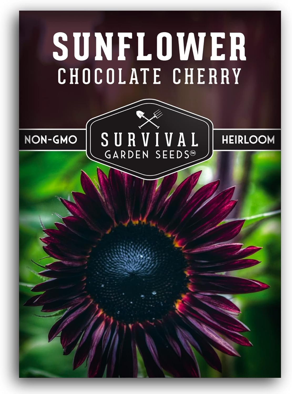 Chocolate Cherry Sunflower Seeds for Planting – 1 Pack