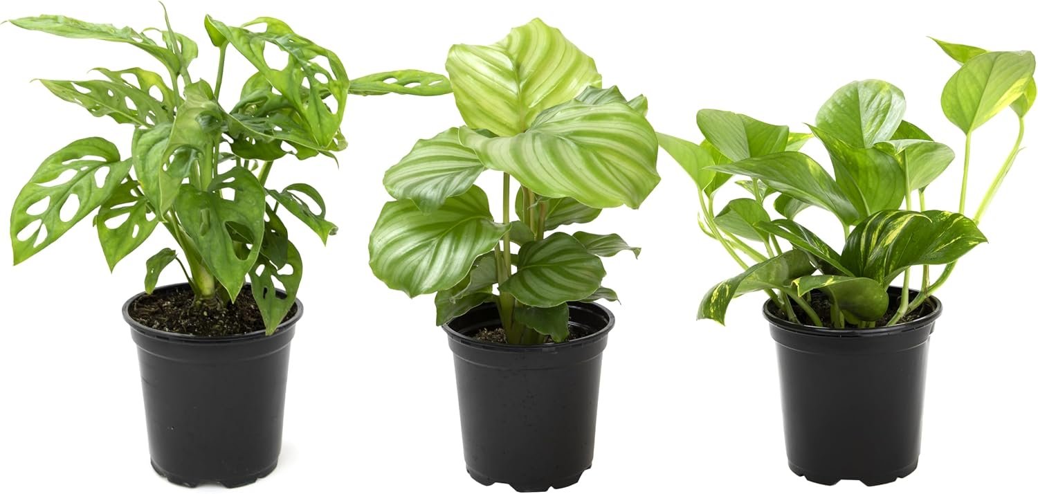 Essential Houseplant Collection (3PK), Easy Plant Varieties, Air Purifying Pack with Real Pothos, Peperomia, & More Popular Live Houseplants for Home or Office by Plants for Pets