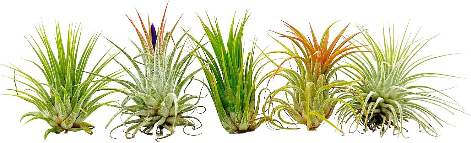 ragnaroc Air Plants – Tillandsia Ionantha Pack, Regular 1-3″ – 5ct – Live Arrival Guaranteed – House Plants for Home Decor & Gift
