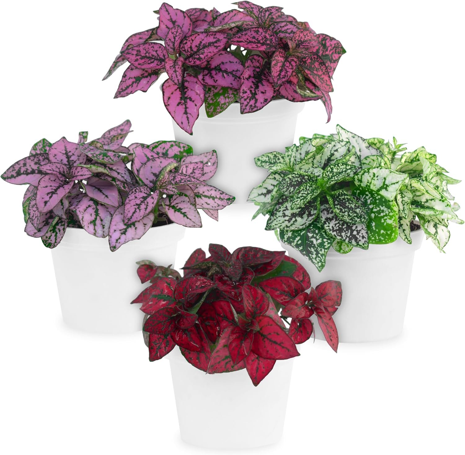 Polka Dot Plant Collection (4-Pack) – House Plants Indoors Live, Air Purifying Live Indoor House Plants, (Red, White, Rose, and Pink) Indoor Plants Live houseplants.