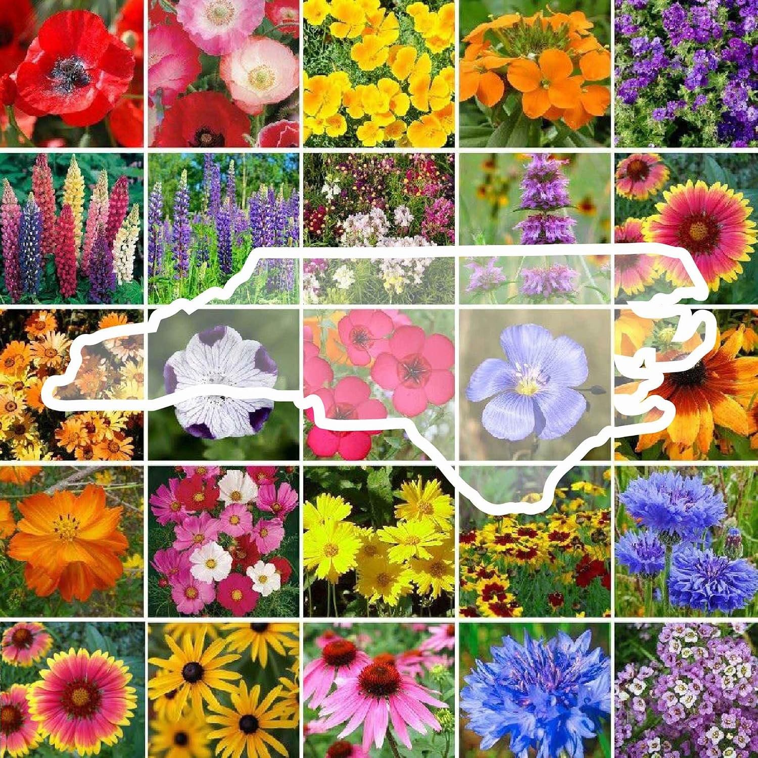 Eden Brothers North Carolina Wildflower Mixed Seeds for Planting, 1/4 lb