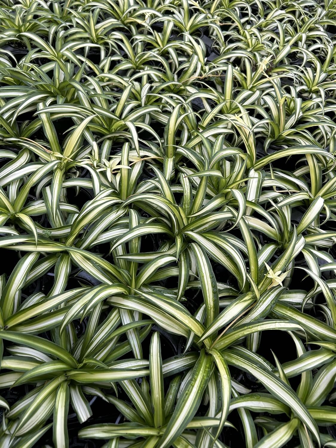 Large Hawaiian Spider Plant – Air Purifying, Low Maintenance, Thrives in Home & Office – Perfect for Plant Enthusiasts – Live Houseplant in Potting Soil (Pack of 1)