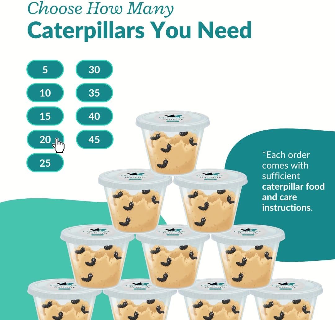 Live Painted Lady Caterpillars to Butterflies, Choose Your Quantity Kit