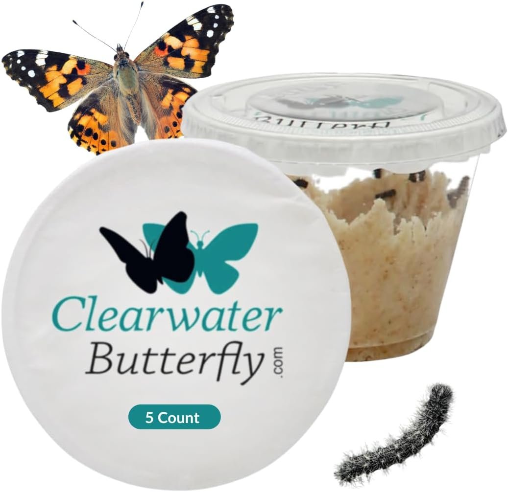 5 Live Painted Lady Caterpillars to Butterflies, Butterfly Activity Kit