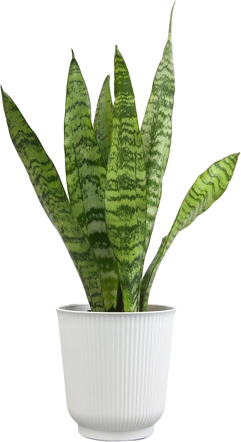 Altman Plants Variegated Snake Plant Decor, Sansevieria Zeylanica Snake Plants (Approx. 6″ Tall) in White Planter, Air Purifying Easy Plant Gift, Live Snake Plant Live Indoor with Pot & Desk Plant