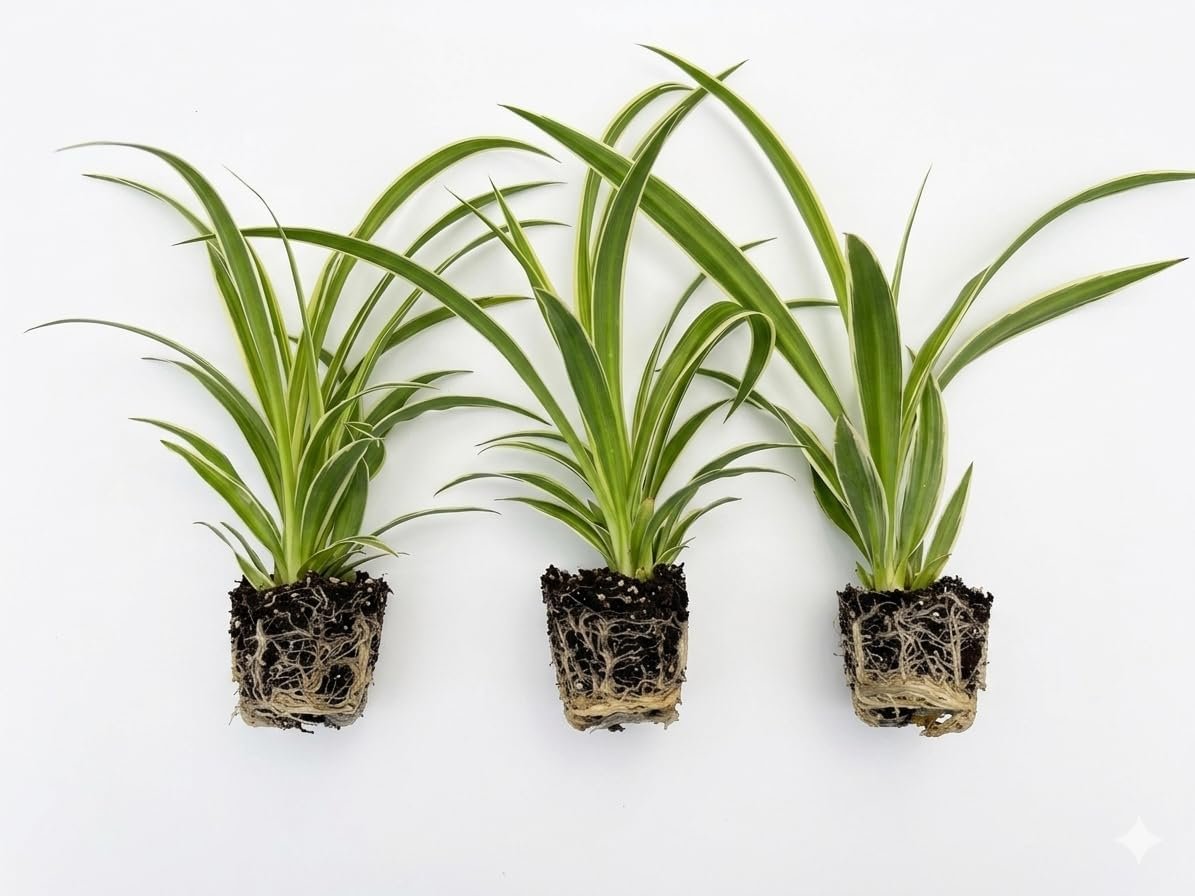 3 Pack Spider Plant Live Indoor Houseplants, Fully Rooted Well-Established Plants (Not Cuttings), Air- Purifying Airplane Plant for Hanging Baskets, Home & Office, Variegated Houseplant