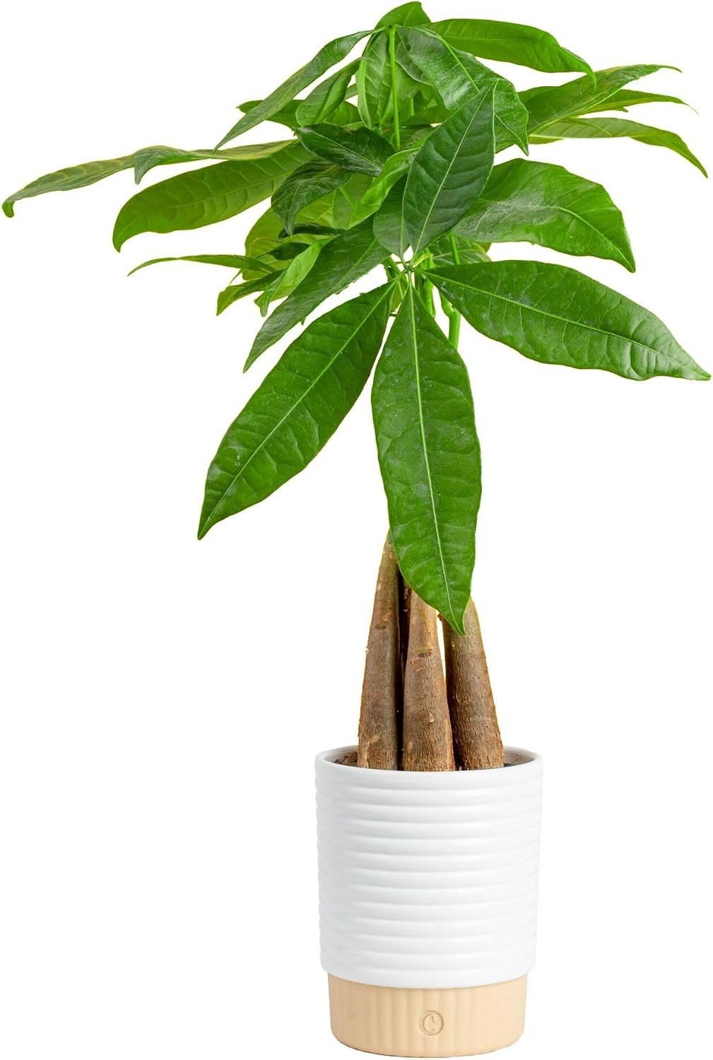 Costa Farms Money Tree Live Indoor Plant, Easy Care, Pet Safe, Decor Pot