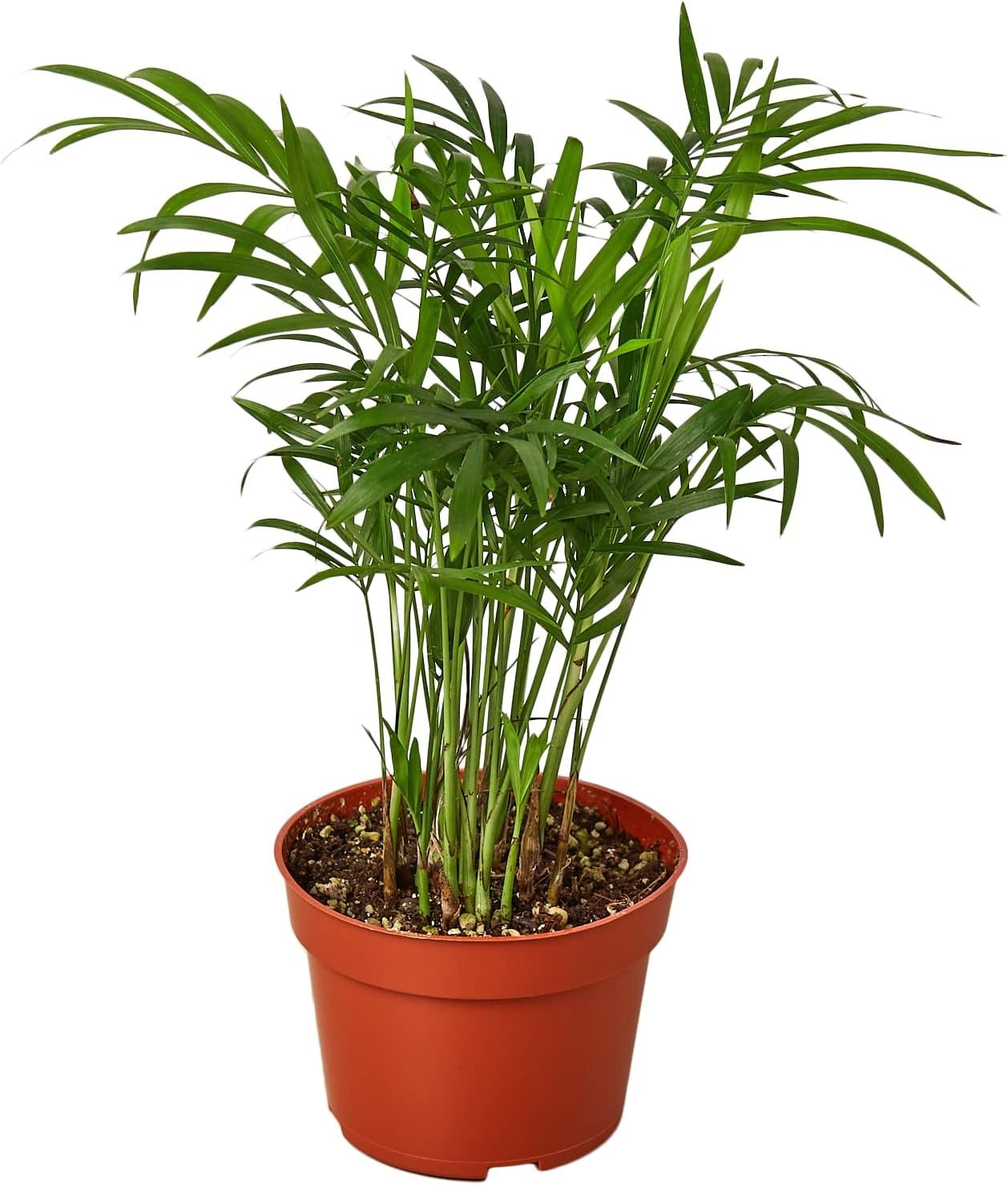 Parlor Palm Live Indoor Plant | Neanthebella Live Plant | Air Purifying Plant | Ship from CA in Nursey Pot | PET Friendly (Medium Plant, 4″ Pot)