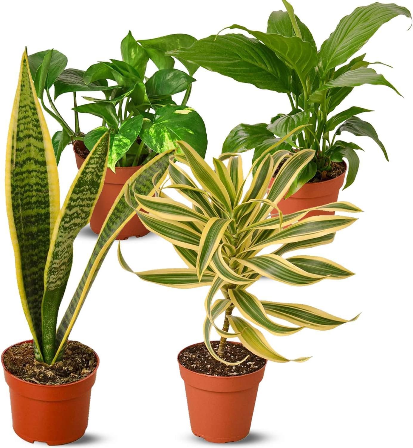 Air Purifying Live Plants for Indoor | Houseplants in Multiple Sizes