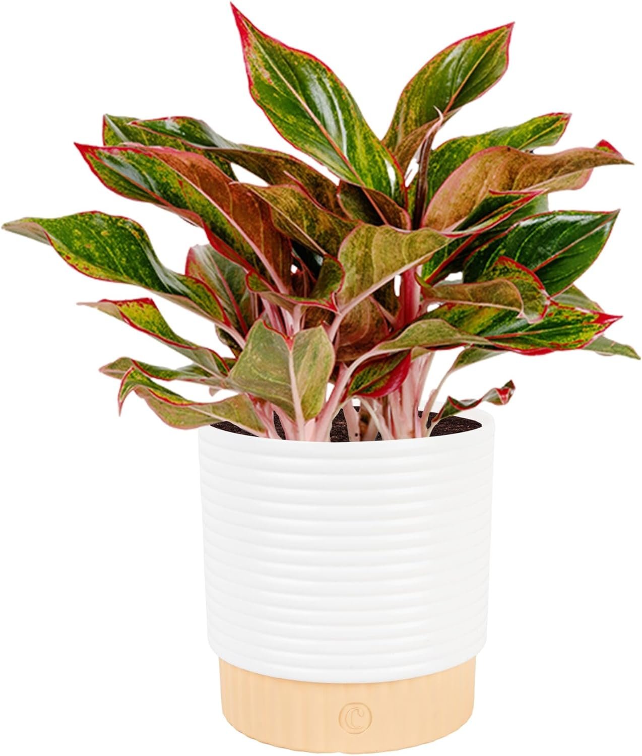Costa Farms Chinese Evergreen, Live Indoor Plant, Easy Care, Home Decor