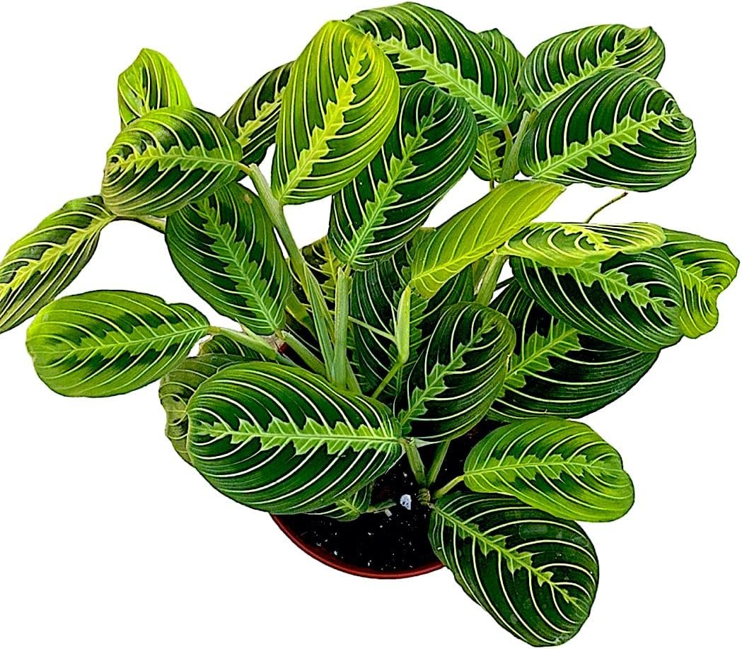 Live Plant, Lemon Lime Maranta Prayer Plant, Pet Friendly, Air Purifying, Easy Care, 12-16 inch Tall, Easy to Grow Rare Indoor Plant, Houseplant, 4 inch Pot by Hopewind Plants Shop