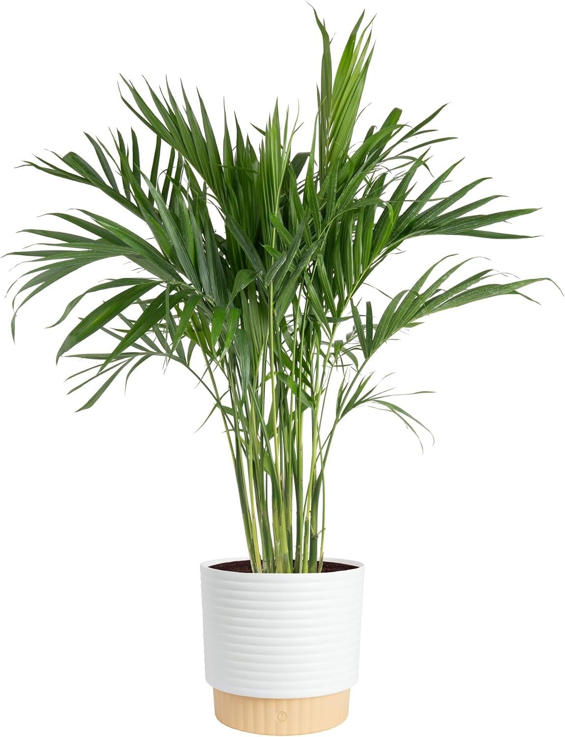 Costa Farms Cat Palm, Live Indoor Plant, Pet Friendly, 3-4 Feet Tall