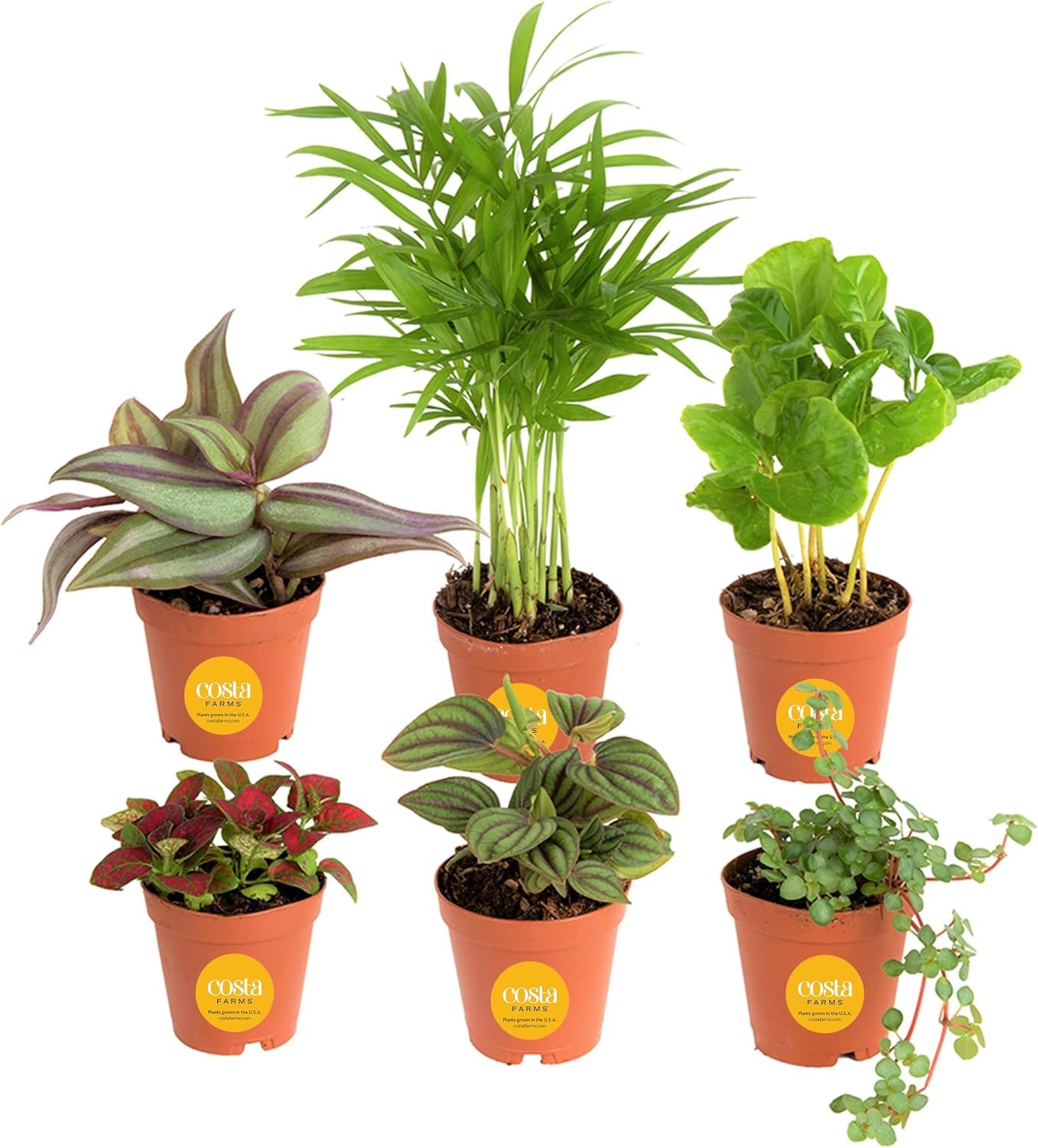 Costa Farms Live Indoor House Plants, Live Indoor Plant, Easy Care