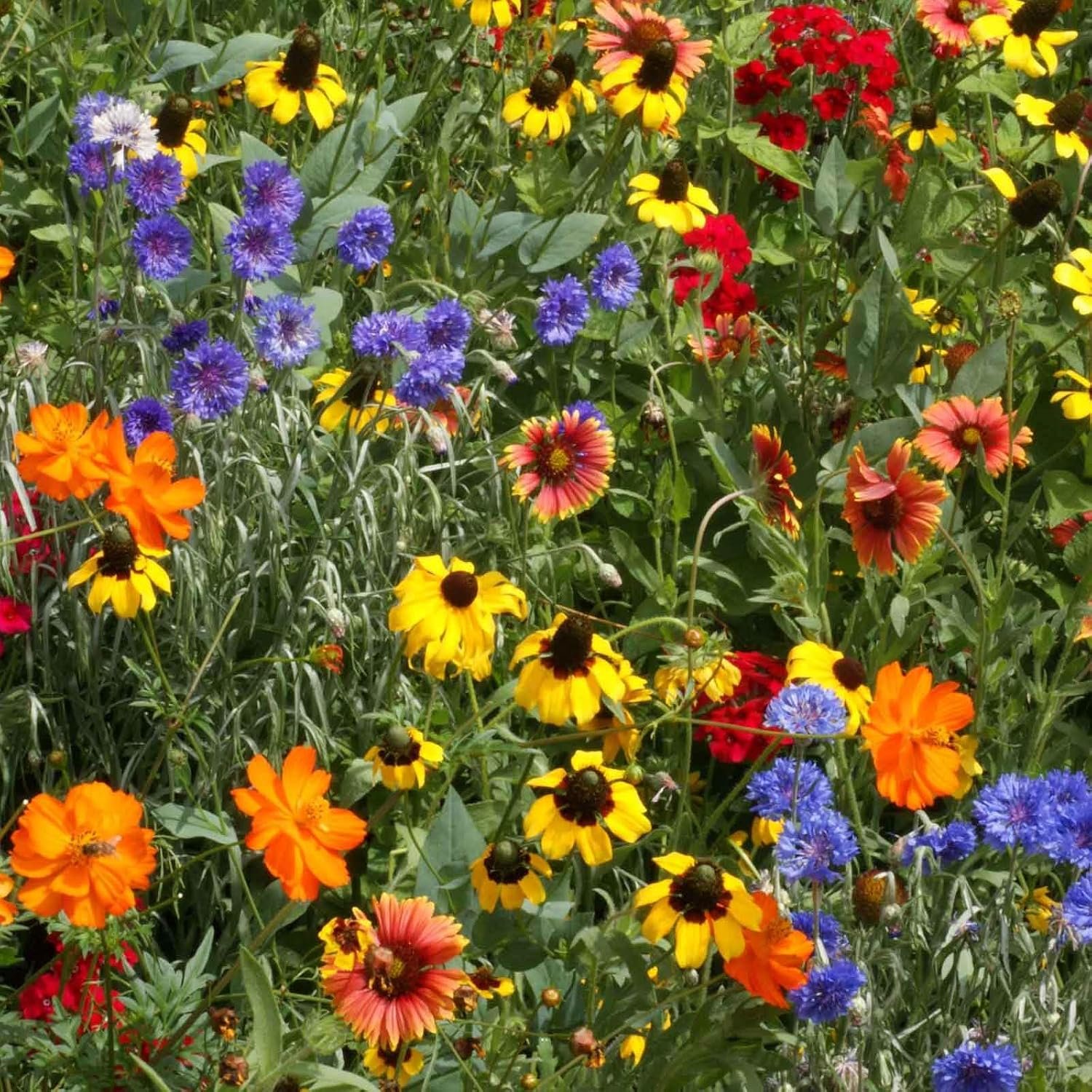 Eden Brothers Native Southeast Wildflower Seed Mix, 1oz, 18 Wild Flower Seed Varieties, 100% Pure Seed No Fillers, Bulk Wildflower Seeds for Planting Outdoors, Attracts Pollinators & Hummingbirds