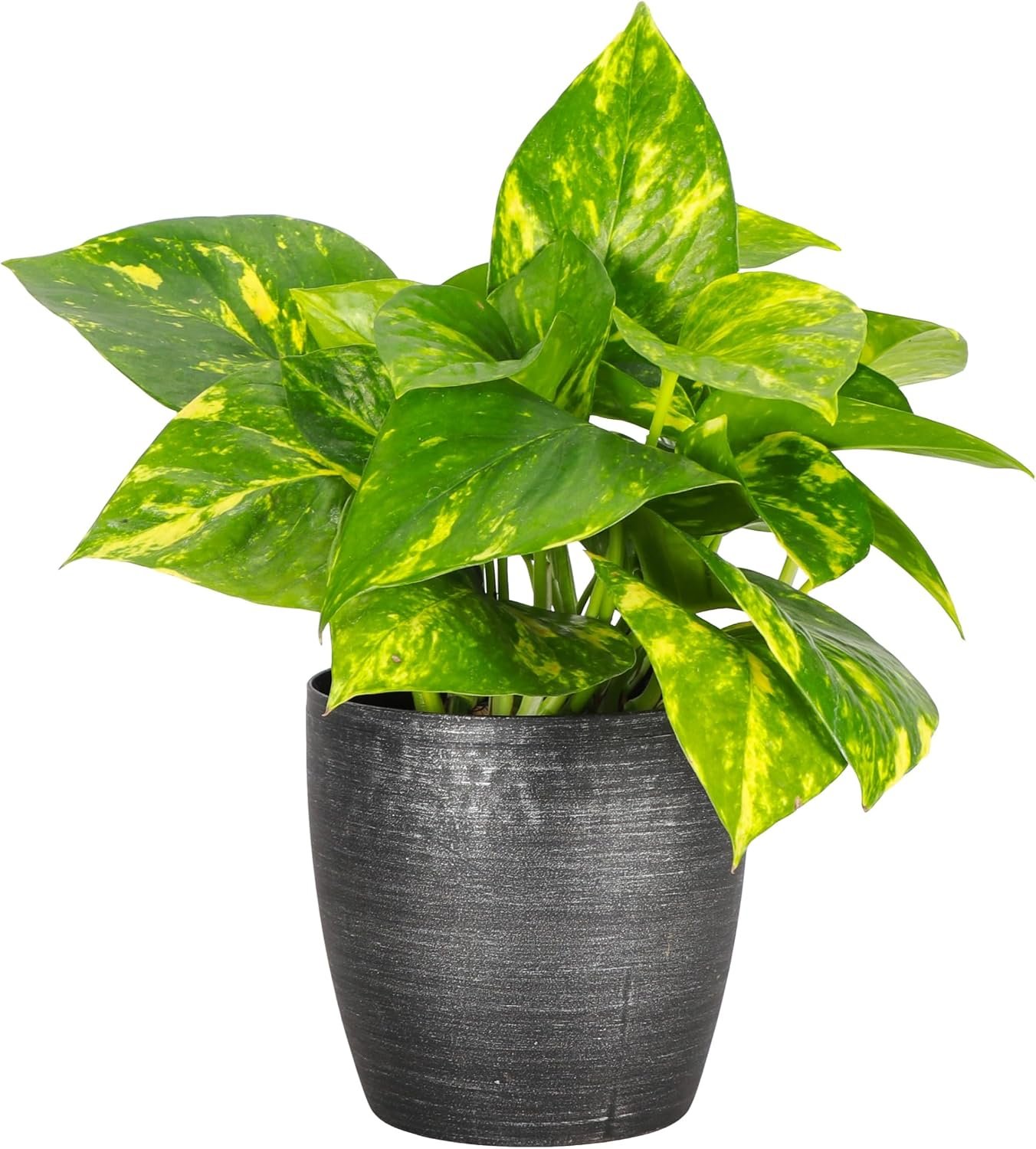 Live Golden Pothos, Indoor Vining Plant, Easy to Grow, 4″ Pot