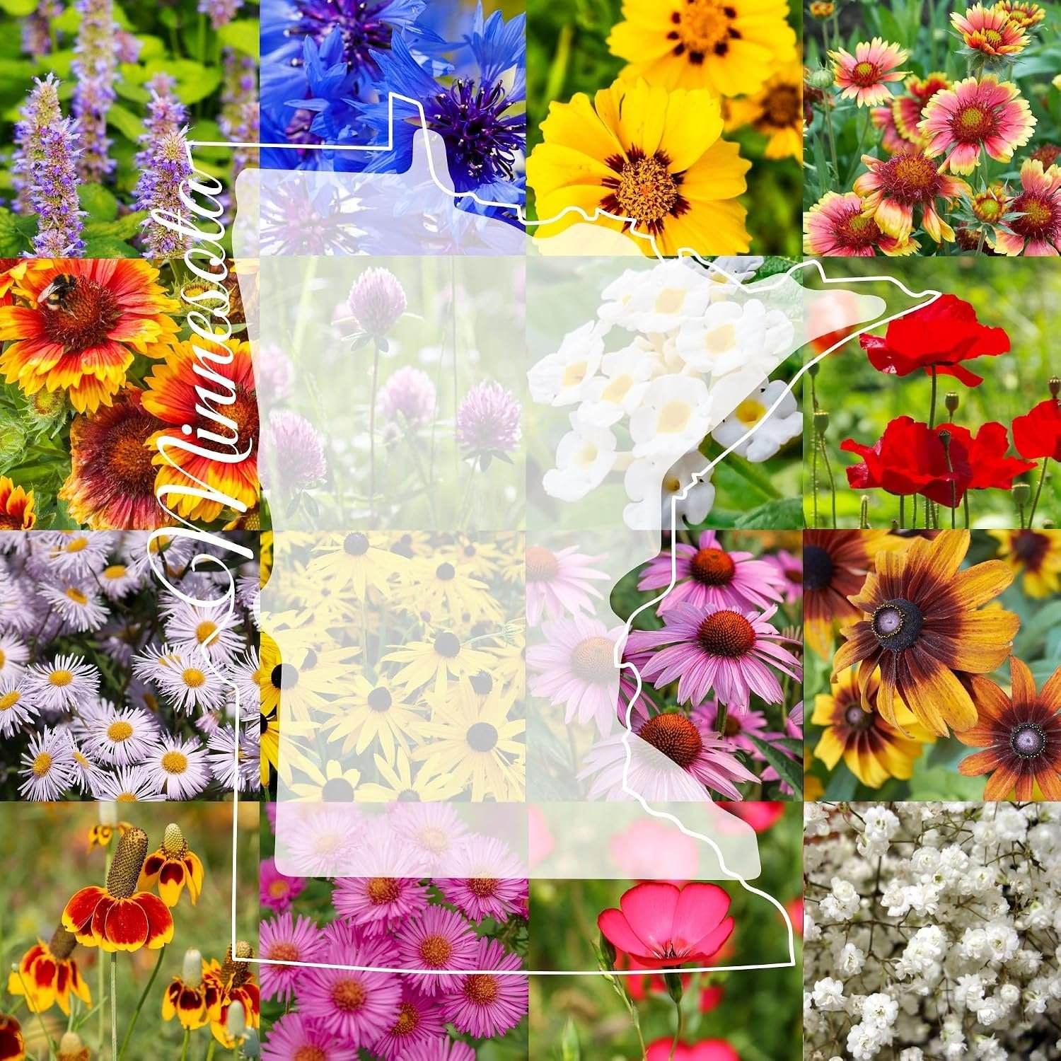 Minnesota Bulk Perennial and Annual Wildflower Seed Mix 1/4lb Covers 500sq-ft – Attract Pollinators, Multi-Color Non-GMO Blooms – Midwest US Species Plant in Spring/Fall (1/4 Pound)
