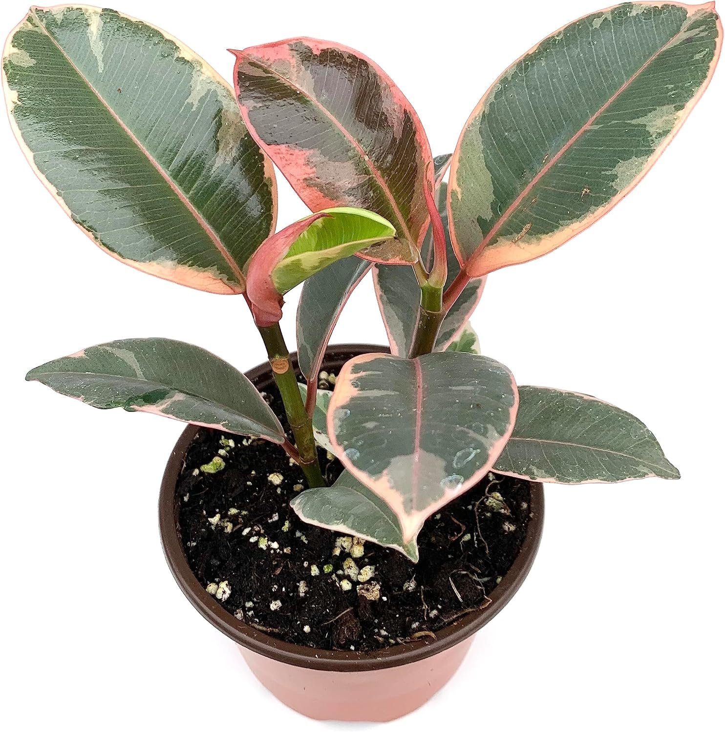 Ficus Decora Tineke Live Potted House Plants Air Purifying