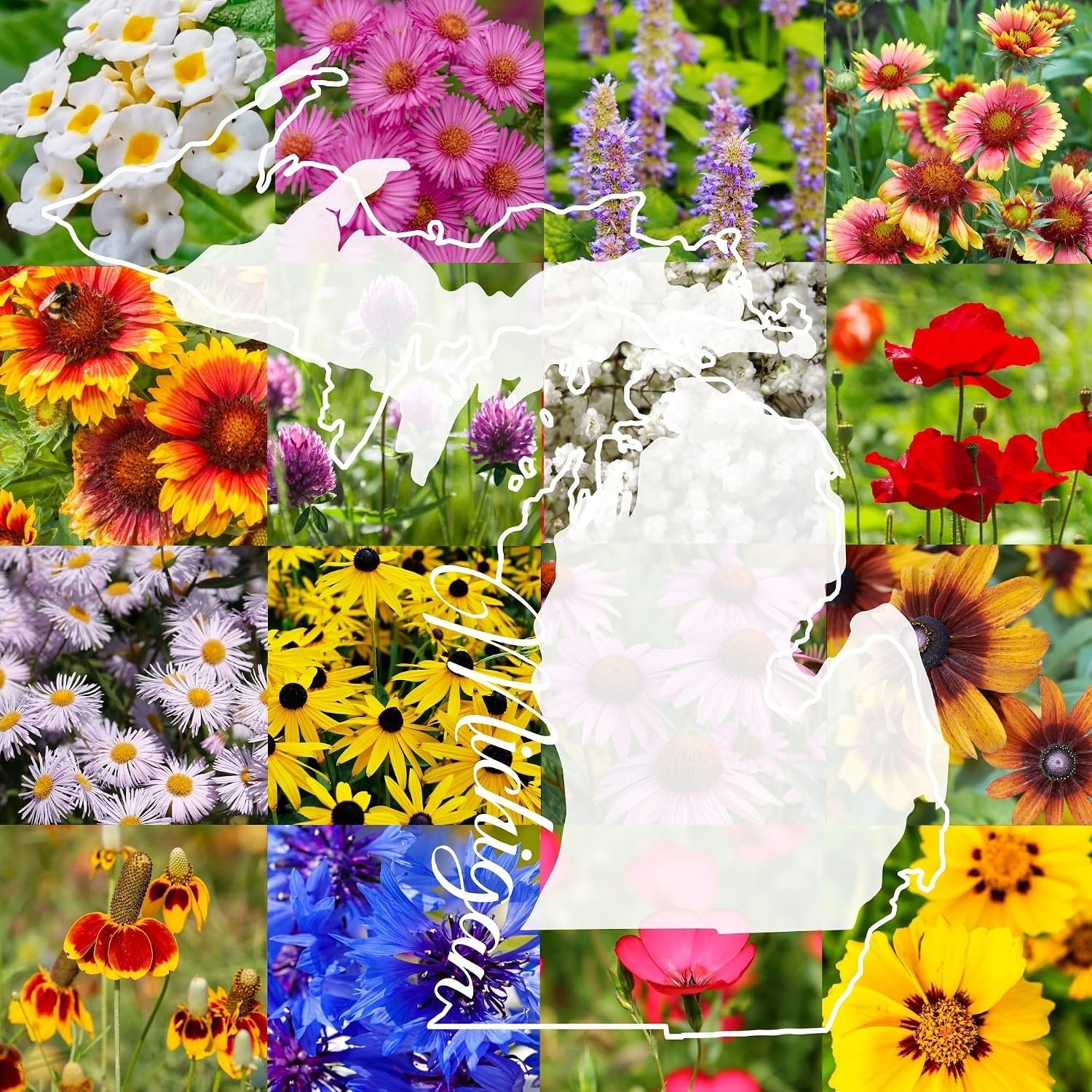 Michigan Bulk Perennial and Annual Wildflower Seed Mix 1/4lb Covers 500sq-ft – Attract Pollinators, Multi-Color Non-GMO Blooms – Midwest US Species Plant in Spring/Fall (1/4 Pound)