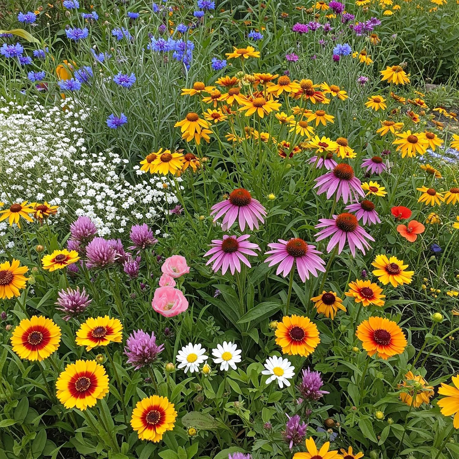 Ferry-Morse Midwest Bulk Wildflower Seeds, 390,000+, 1 lb