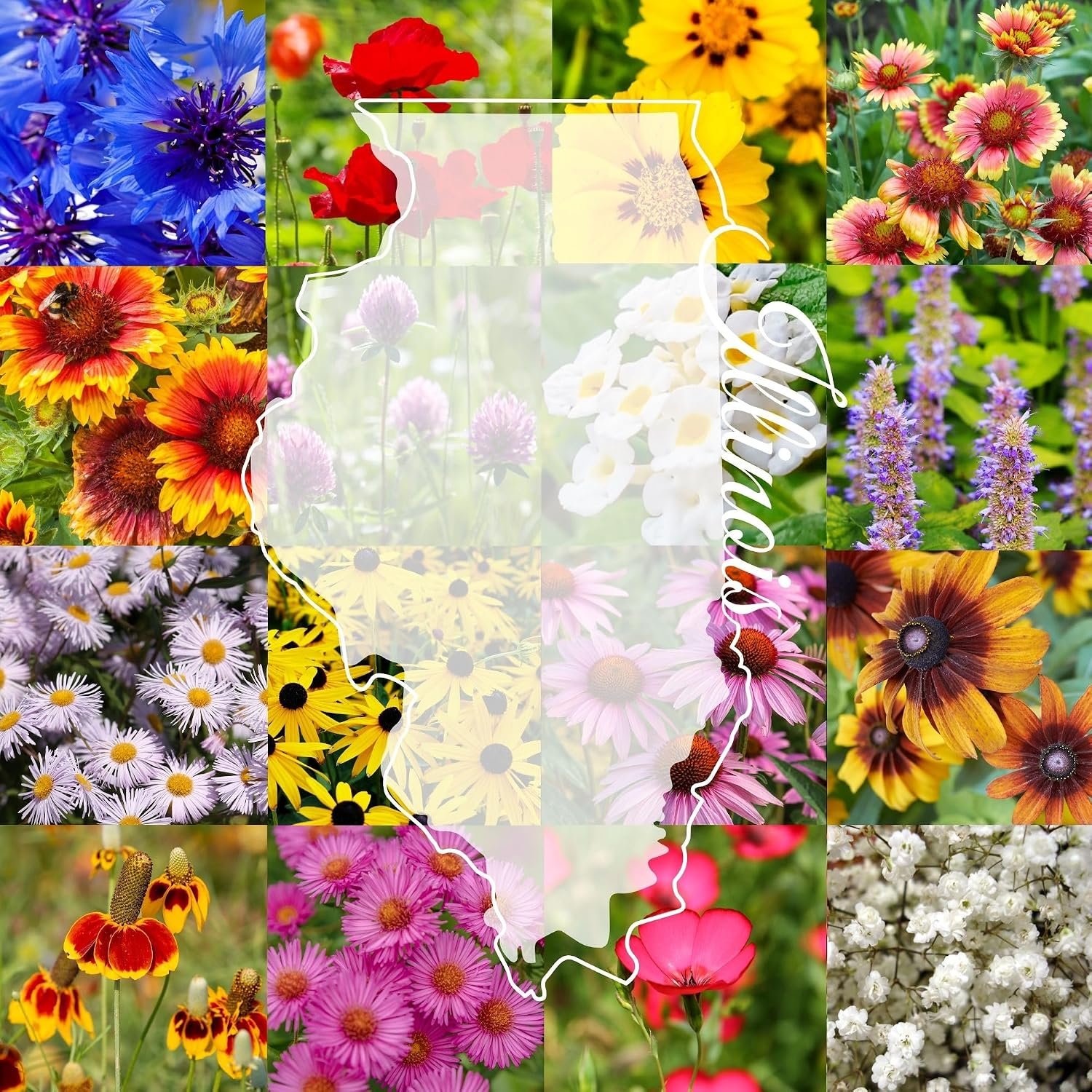 Illinois Bulk Perennial and Annual Wildflower Seed Mix 1/4lb Covers 500sq-ft – Attract Pollinators, Multi-Color Non-GMO Blooms – Midwest US Species Plant in Spring/Fall (1/4 Pound)